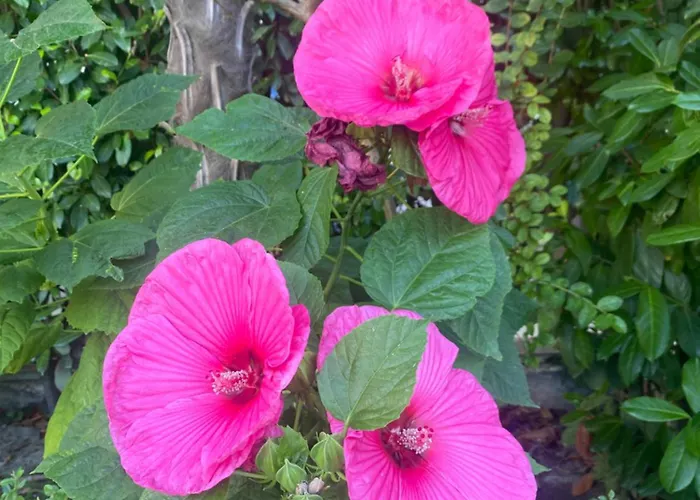 Apartamento Argisht Luxury 4 Pools Golden Sands